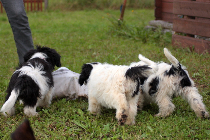 Haroun, Harlekin und Holly entdecken eine Klappertte.