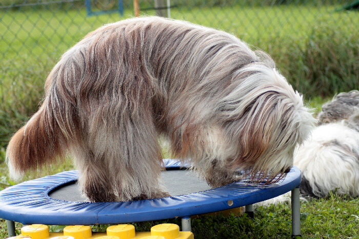 Elena mag das Trampolin.